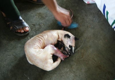 Phát hiện cơ sở tàng trữ động vật hoang dã đặc biệt lớn - 2