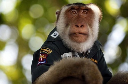 Khỉ làm cảnh sát ở Thái Lan - 1