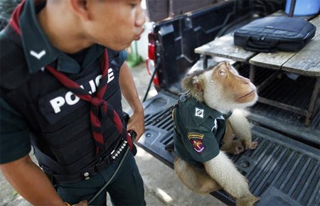 Khỉ làm cảnh sát ở Thái Lan - 2