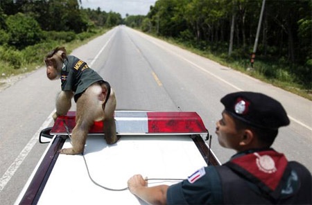 Khỉ làm cảnh sát ở Thái Lan - 5