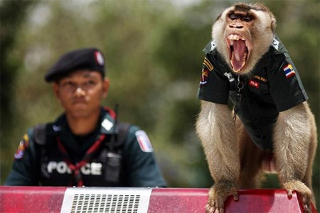 Khỉ làm cảnh sát ở Thái Lan - 9