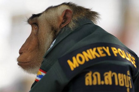 Khỉ làm cảnh sát ở Thái Lan - 6
