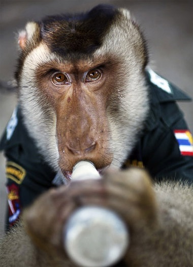 Khỉ làm cảnh sát ở Thái Lan - 4