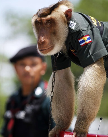 Khỉ làm cảnh sát ở Thái Lan - 8