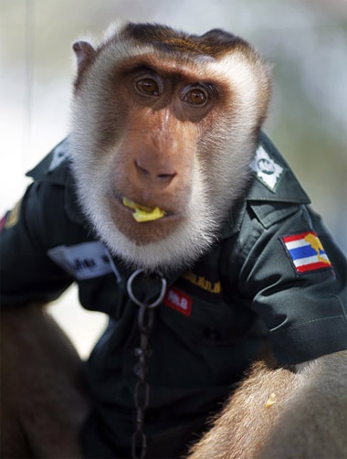 Khỉ làm cảnh sát ở Thái Lan - 7