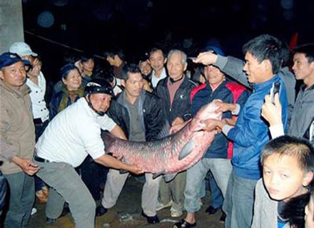 Ông lão 80 tuổi câu được cá trắm 41kg - 1 Ông lão 80 tuổi câu được cá trắm 41kg - 1