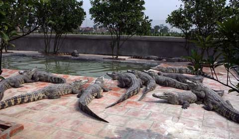 Đột nhập trại “cá sát thủ” ở Hà Nội - 2 Đột nhập trại “cá sát thủ” ở Hà Nội - 2