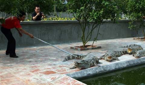 Đột nhập trại “cá sát thủ” ở Hà Nội - 4 Đột nhập trại “cá sát thủ” ở Hà Nội - 4