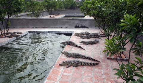 Đột nhập trại “cá sát thủ” ở Hà Nội - 1 Đột nhập trại “cá sát thủ” ở Hà Nội - 1