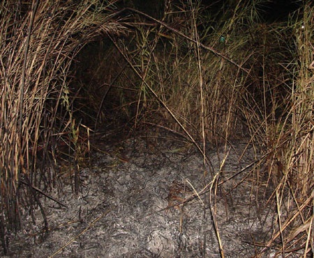 Đà Nẵng: Cháy rừng do… đốt vàng mã - 1