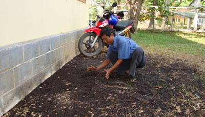 Bọ xít “nhuộm đen” cả một vùng quê - 1 Bọ xít “nhuộm đen” cả một vùng quê - 1