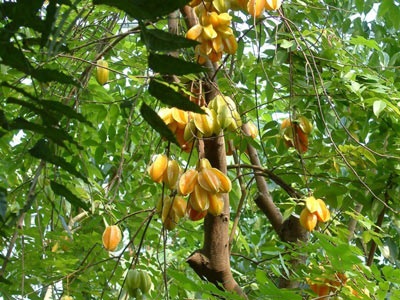 Hương vị quê nhà  - 1