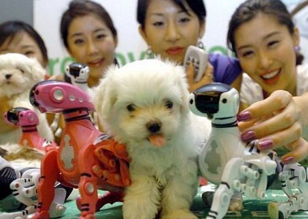 Những điều kỳ diệu trong "vương quốc" robot động vật - 8 Những điều kỳ diệu trong "vương quốc" robot động vật - 8