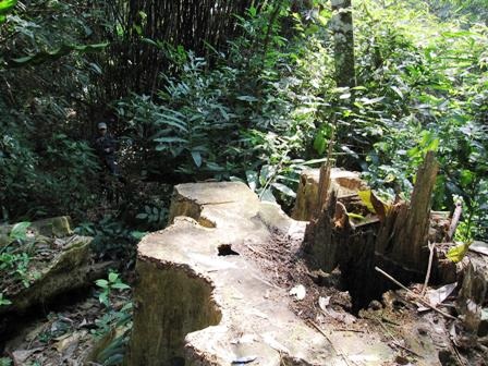 Đề nghị khởi tố vụ phá rừng quốc gia Bến En  - 1