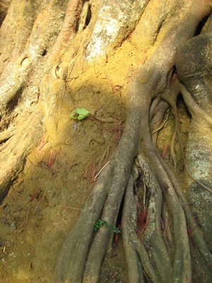 Những hình ảnh chưa đẹp tại chùa cổ Thiên Ấn - 5