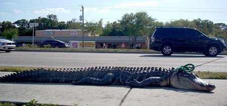 Những hình ảnh ấn tượng trong tuần - 13