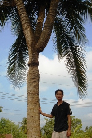 Cây dừa độc nhất vô nhị Việt Nam  - 2