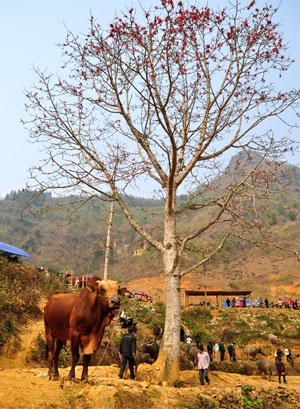 Si Ma Cai rực đỏ sắc hoa Mộc miên - 4 Si Ma Cai rực đỏ sắc hoa Mộc miên - 4
