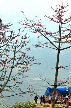 Si Ma Cai rực đỏ sắc hoa Mộc miên - 5 Si Ma Cai rực đỏ sắc hoa Mộc miên - 5