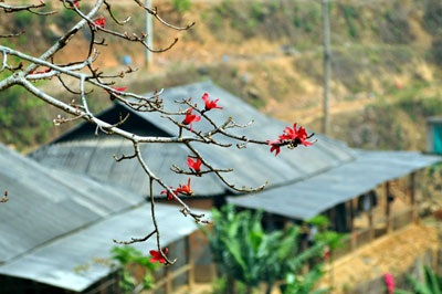 Si Ma Cai rực đỏ sắc hoa Mộc miên - 8 Si Ma Cai rực đỏ sắc hoa Mộc miên - 8