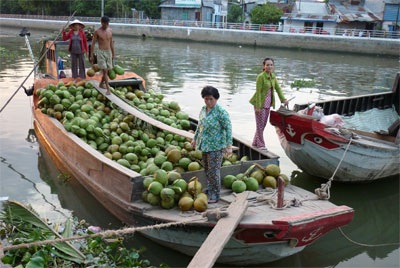 Cần Thơ: Vựa dừa trúng lớn do nắng nóng - 1 Cần Thơ: Vựa dừa trúng lớn do nắng nóng - 1
