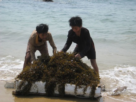 Cứ nghỉ học lại lặn biển vớt rong - 1 Cứ nghỉ học lại lặn biển vớt rong - 1