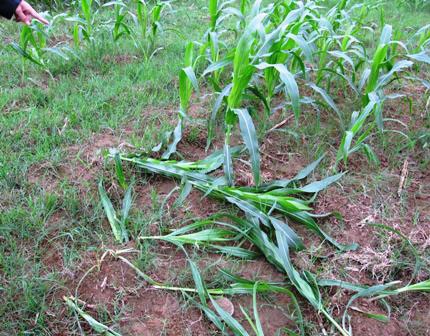 Bắt khẩn cấp bác sĩ hiếp dâm cô giáo - 1 Bắt khẩn cấp bác sĩ hiếp dâm cô giáo - 1