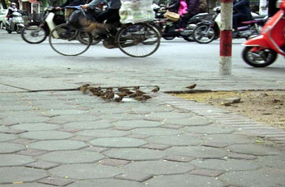 10 năm bán nước nuôi chim…hoang - 1