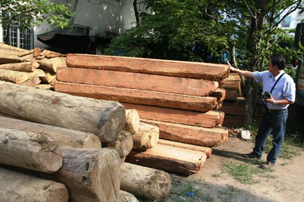 Bắt giữ hàng loạt vụ vận chuyển gỗ lậu quý hiếm - 1 Bắt giữ hàng loạt vụ vận chuyển gỗ lậu quý hiếm - 1