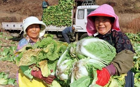 Hàn Quốc đối mặt với khủng hoảng kim chi - 1 Hàn Quốc đối mặt với khủng hoảng kim chi - 1