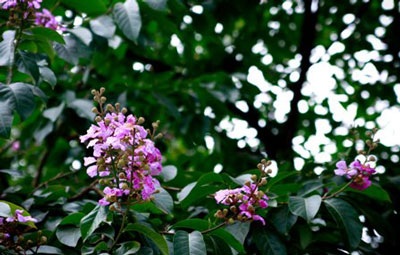 Tháng tư, Bằng Lăng tím gọi hè Hà Nội - 3 Tháng tư, Bằng Lăng tím gọi hè Hà Nội - 3