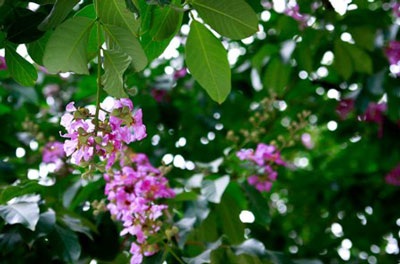 Tháng tư, Bằng Lăng tím gọi hè Hà Nội - 5 Tháng tư, Bằng Lăng tím gọi hè Hà Nội - 5