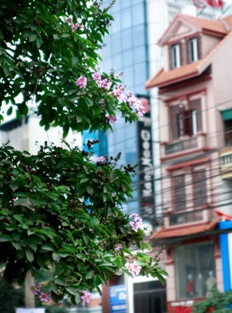 Tháng tư, Bằng Lăng tím gọi hè Hà Nội - 7 Tháng tư, Bằng Lăng tím gọi hè Hà Nội - 7