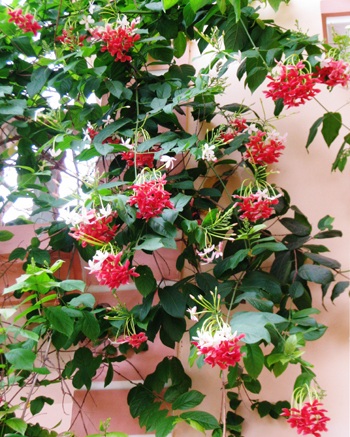 Ngỡ ngàng Tiểu Yến Tử - 7