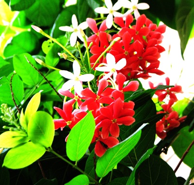 Ngỡ ngàng Tiểu Yến Tử - 9