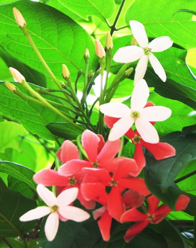 Ngỡ ngàng Tiểu Yến Tử - 2