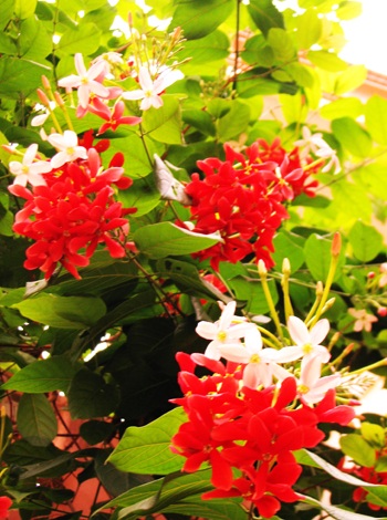 Ngỡ ngàng Tiểu Yến Tử - 1