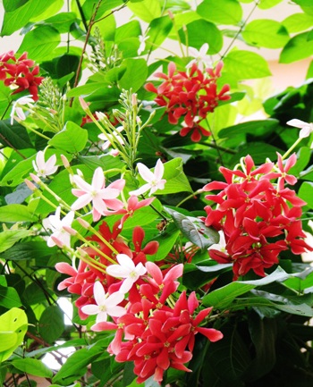 Ngỡ ngàng Tiểu Yến Tử - 10