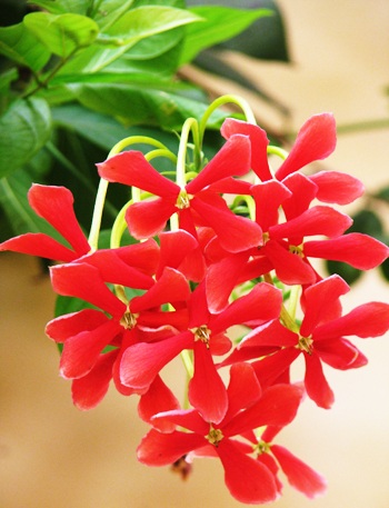 Ngỡ ngàng Tiểu Yến Tử - 13