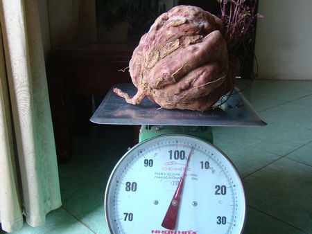Củ khoai lang cỡ "bự" ở Hà Nam - 1