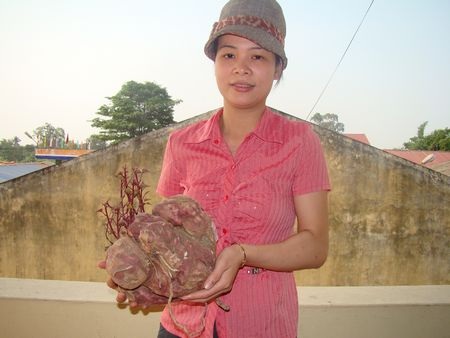 Củ khoai lang cỡ "bự" ở Hà Nam - 2