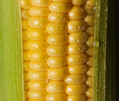 6 ngũ cốc tốt hơn thuốc - 1 6 ngũ cốc tốt hơn thuốc - 1