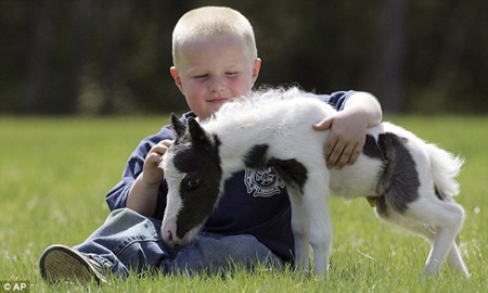 Con ngựa nặng chưa đầy 3kg - 2