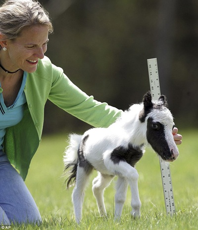 Con ngựa nặng chưa đầy 3kg - 3