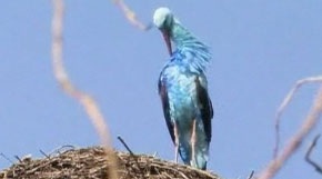 Cò màu xanh gây xôn xao ở Đức - 1