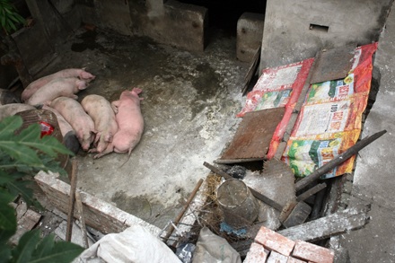 Nỗi buồn “tai xanh” - 11