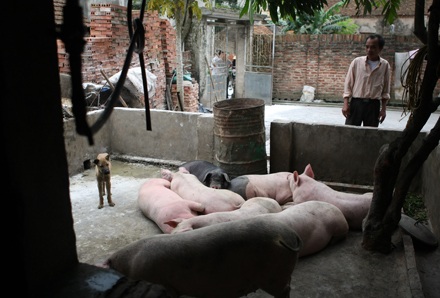 Nỗi buồn “tai xanh” - 6