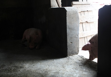 Nỗi buồn “tai xanh” - 9