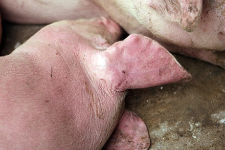 Nỗi buồn “tai xanh” - 8