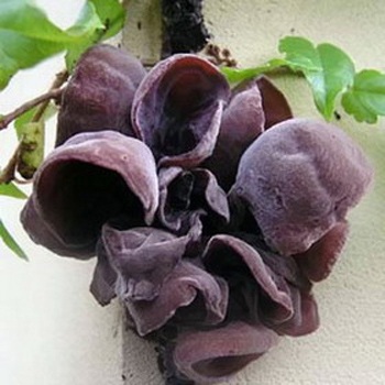 6 loại rau nên ăn nhiều - 3